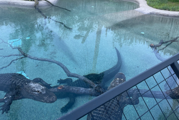 Indy Zoo – Crocodile Exhibit